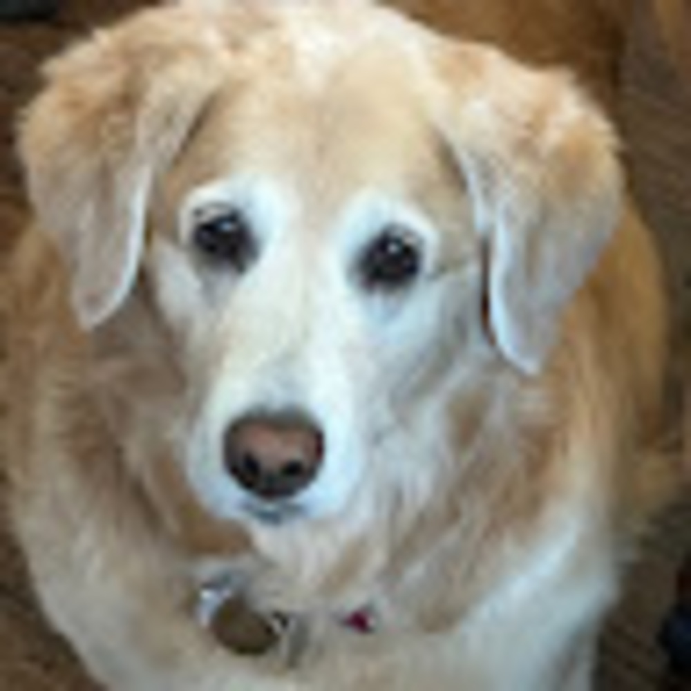 Meet your Posher, Fantasia